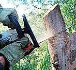 Best Hedge Trimming  in Westmont, CA