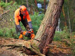 Best Arborist Consultation Services  in Westmont, CA