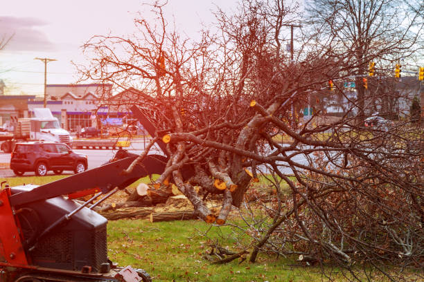 How Our Tree Care Process Works  in  Westmont, CA