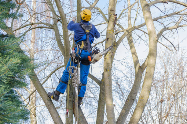 Best Palm Tree Trimming  in Westmont, CA