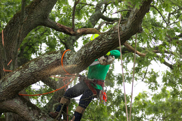 Best Seasonal Cleanup (Spring/Fall)  in Westmont, CA