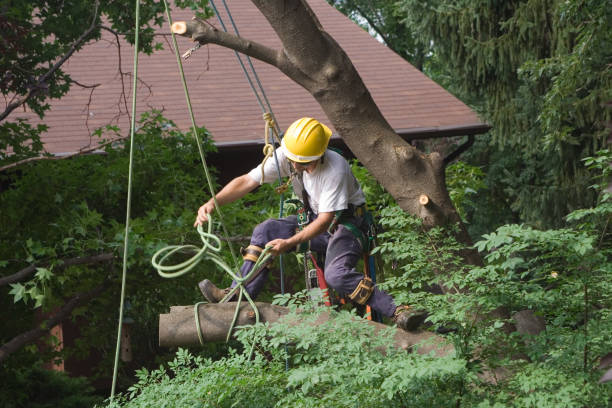 Westmont, CA Tree Care Company