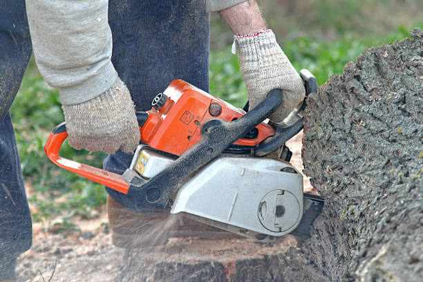 Best Tree Health Inspection  in Westmont, CA