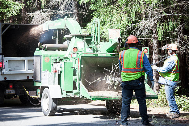 Best Tree Cabling and Bracing  in Westmont, CA