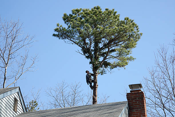 Best Tree Risk Assessment  in Westmont, CA