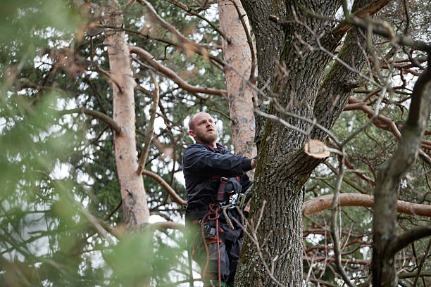 Trusted Westmont, CA Tree Care Experts