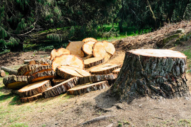 Best Aeration Services  in Westmont, CA